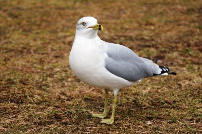 seagull on the ground