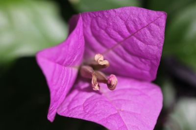 singular pink blooming flower