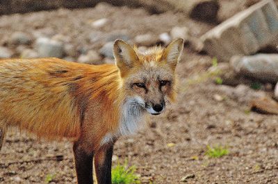 fox with black boots