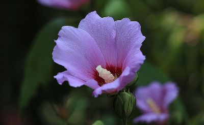 blooming hibiscus flower