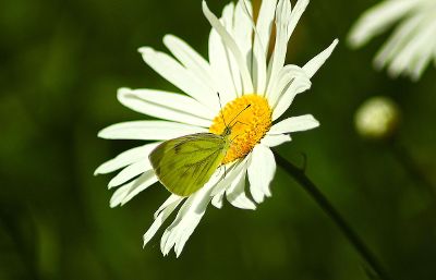 butterfly on a daisy
