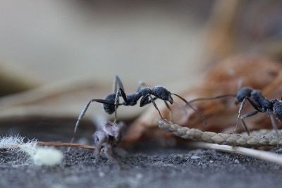 ants exploring