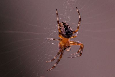 a spider in a web