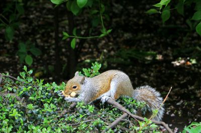 squirrel on branch