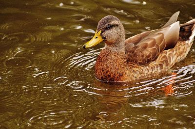 duck on water