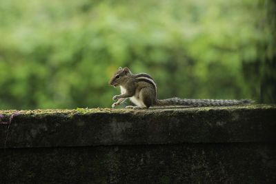 a chipmunk on a stone wall