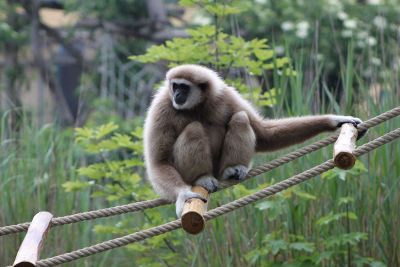 monkey on a rope