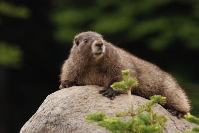 beaver on a rock