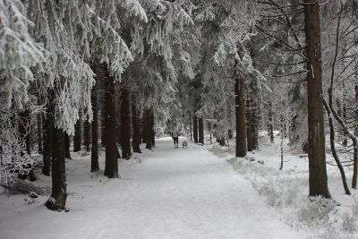 wintery trail with the dog