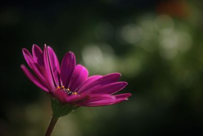 pink daisy