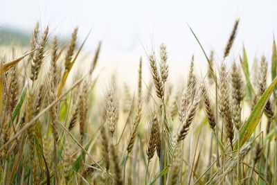 wheat fields