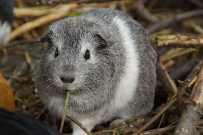 gerbil in a forest