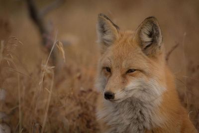 focused fox