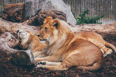 lions laying down