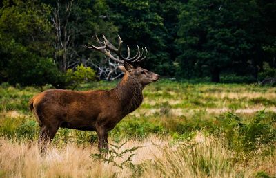 deer with many antlers in the meadow