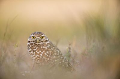owl in field