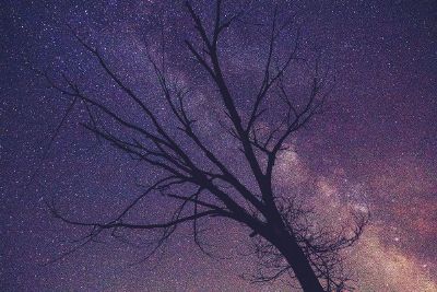 tree in the stars