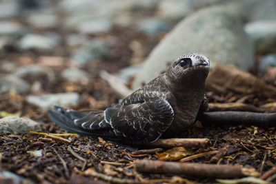 bird intrigued