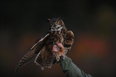 owl in hand