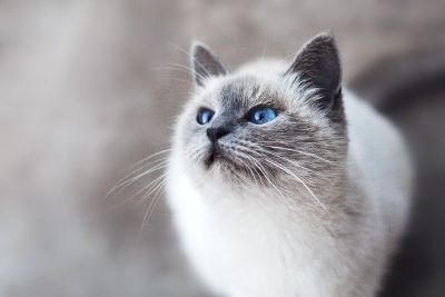 white kitten with blue eyes