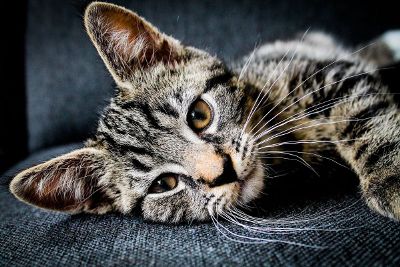 cute kitten relaxing on a couch