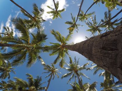 palm trees ascending to the sky