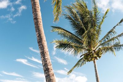 palm trees in the day