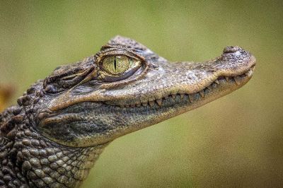 baby alligator