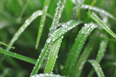 grass with water on it