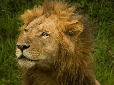 a curious lion