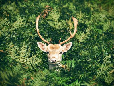 deer in the bush