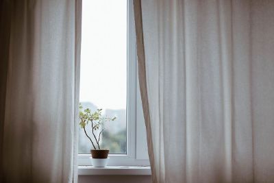 view of a plant in window