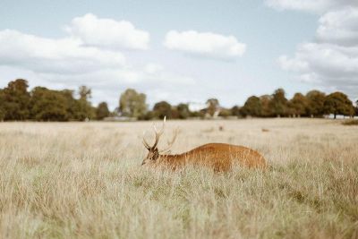 deer grazing in tall grass