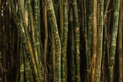 bamboo graffiti