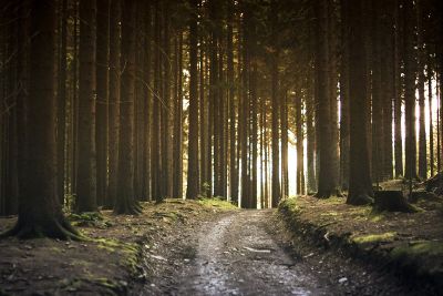 path through a forest