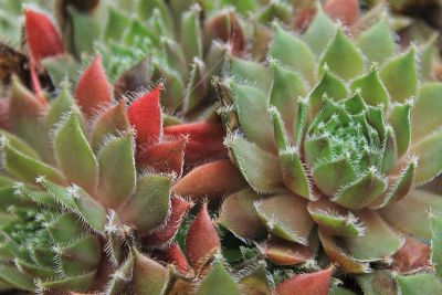 close up of hens and chicks