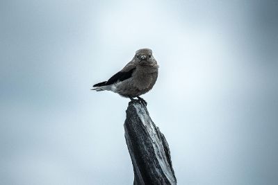 bird perched and watching