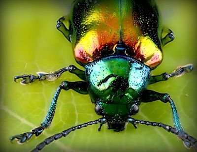 colorful beetle on leaf