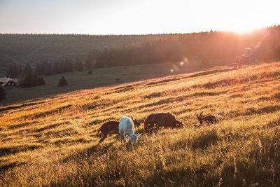 country side grazing