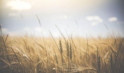 wheat in a field