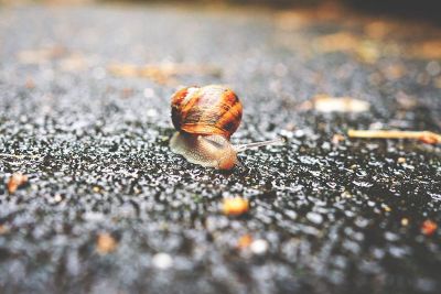 snail in the road