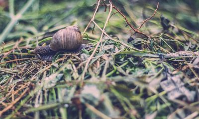 snail in forest
