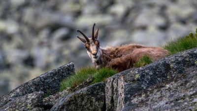 goat on the mountainside