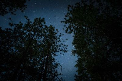 trees against night sky