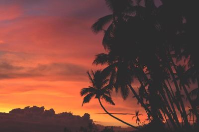 palms at sunset