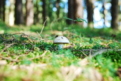 mushroom growing in forest floor