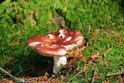 mushroom growing