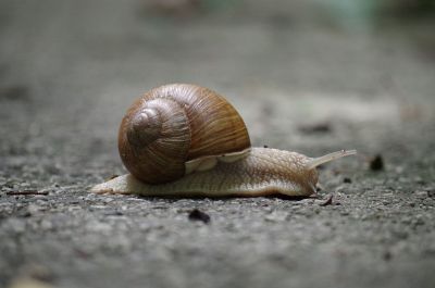 grey snail brown shell traveling