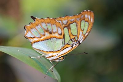 butterfly in the leaf