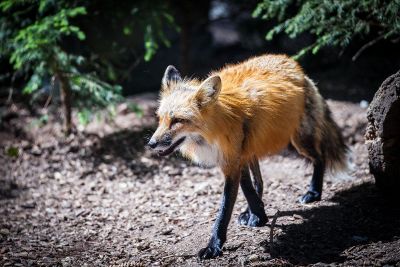 red fox in nature